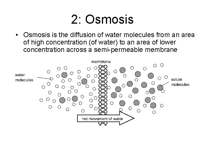 2: Osmosis • Osmosis is the diffusion of water molecules from an area of