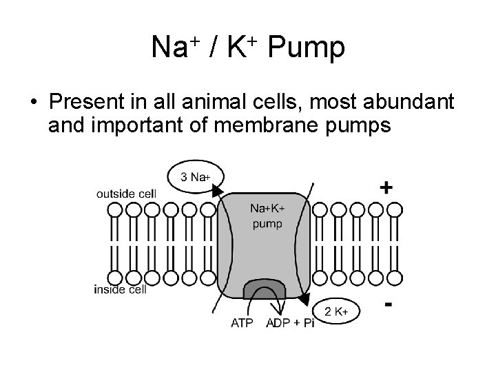 Na+ / K+ Pump • Present in all animal cells, most abundant and important