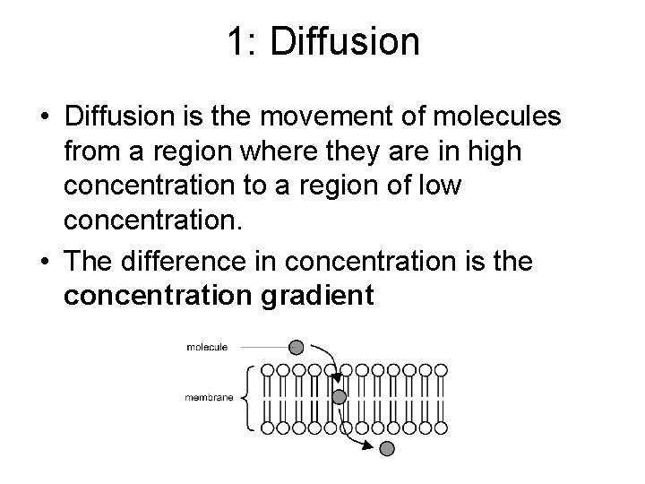 1: Diffusion • Diffusion is the movement of molecules from a region where they