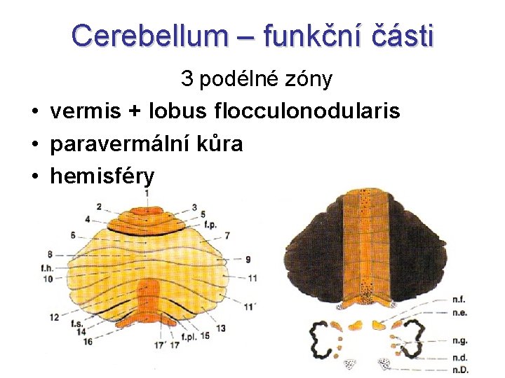 Cerebellum – funkční části 3 podélné zóny • vermis + lobus flocculonodularis • paravermální