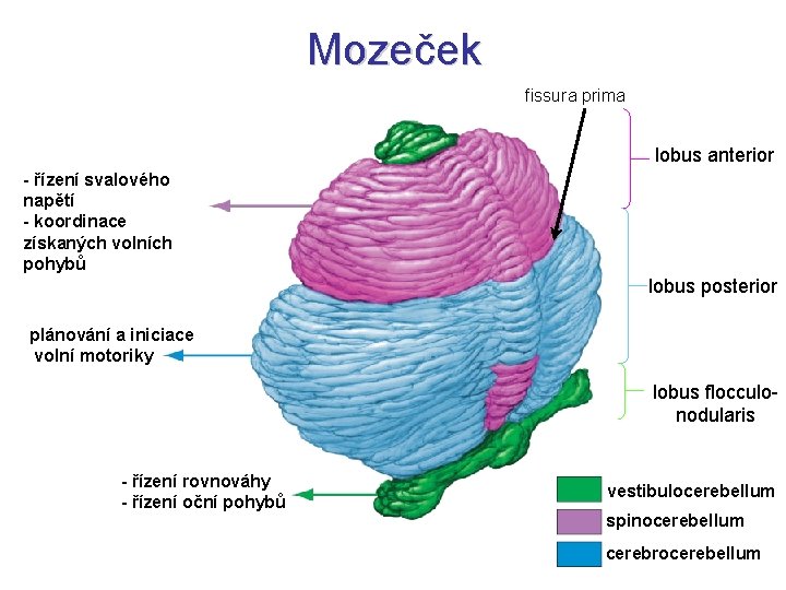 Mozeček fissura prima lobus anterior - řízení svalového napětí - koordinace získaných volních pohybů