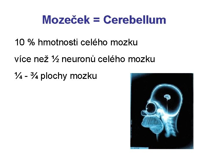 Mozeček = Cerebellum 10 % hmotnosti celého mozku více než ½ neuronů celého mozku