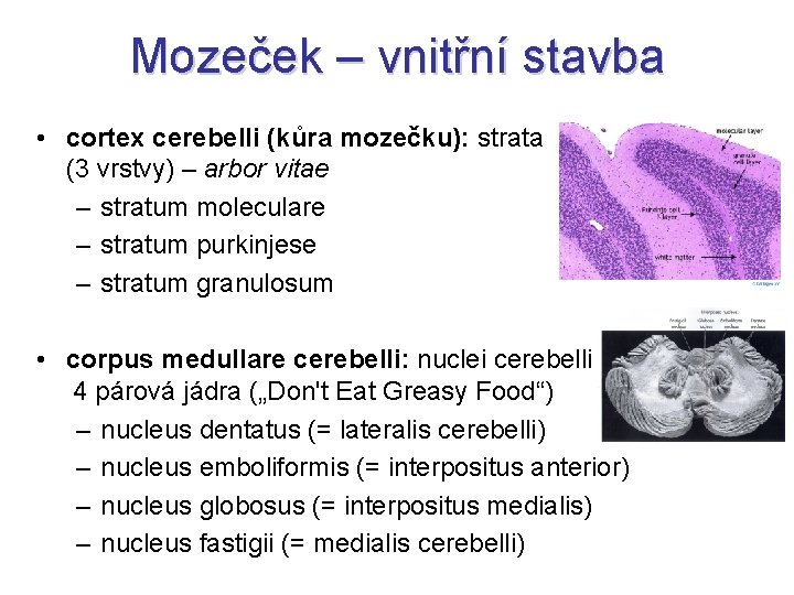 Mozeček – vnitřní stavba • cortex cerebelli (kůra mozečku): strata (3 vrstvy) – arbor