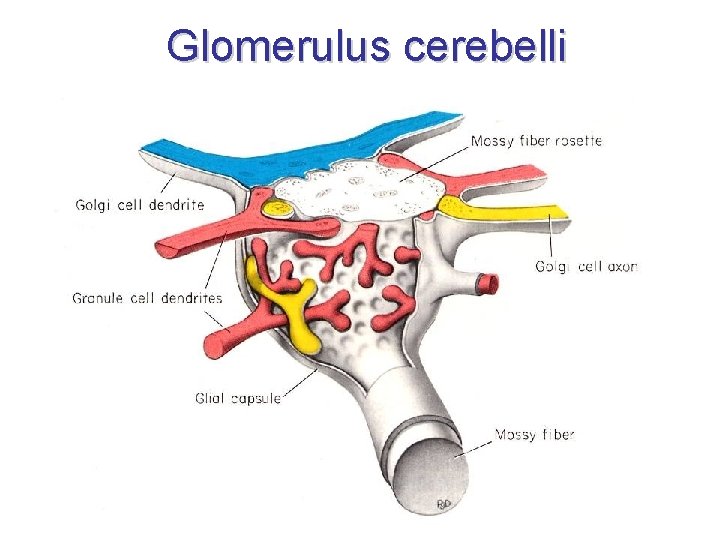 Glomerulus cerebelli 