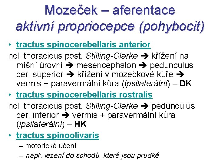 Mozeček – aferentace aktivní propriocepce (pohybocit) • tractus spinocerebellaris anterior ncl. thoracicus post. Stilling-Clarke