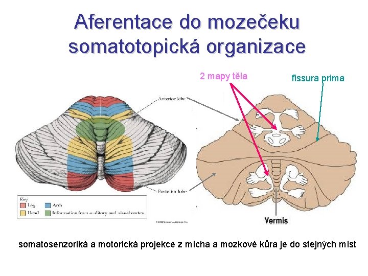 Aferentace do mozečeku somatotopická organizace 2 mapy těla fissura prima somatosenzoriká a motorická projekce