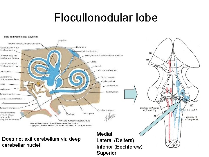 Flocullonodular lobe Does not exit cerebellum via deep cerebellar nuclei! Medial Lateral (Deiters) Inferior