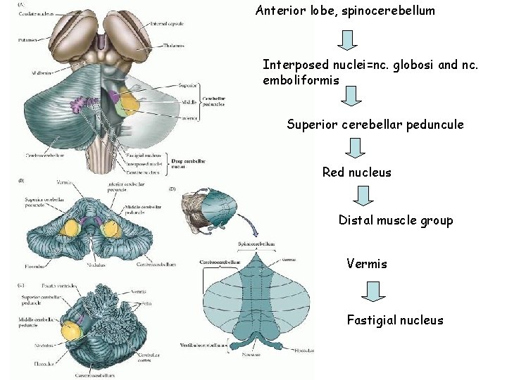 Anterior lobe, spinocerebellum Interposed nuclei=nc. globosi and nc. emboliformis Superior cerebellar peduncule Red nucleus