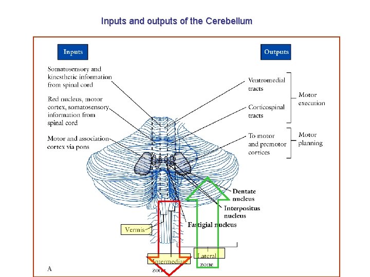 Inputs and outputs of the Cerebellum 