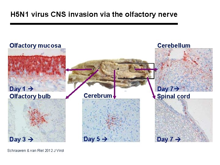H 5 N 1 virus CNS invasion via the olfactory nerve Olfactory mucosa Cerebellum