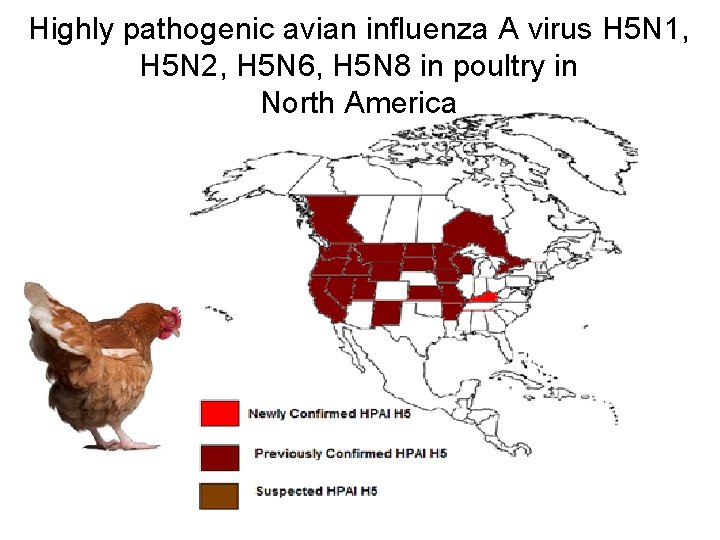 Highly pathogenic avian influenza A virus H 5 N 1, H 5 N 2,