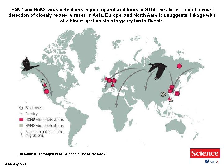 H 5 N 2 and H 5 N 8 virus detections in poultry and