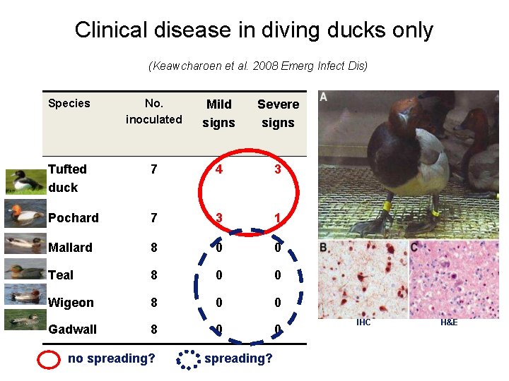 Clinical disease in diving ducks only (Keawcharoen et al. 2008 Emerg Infect Dis) Species