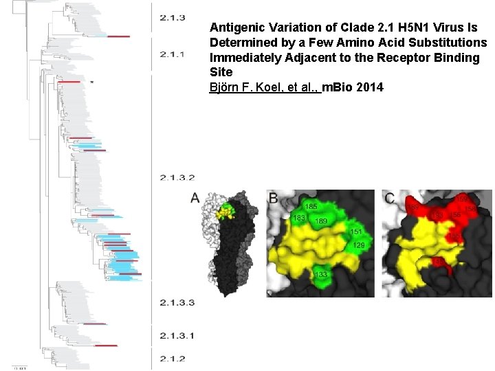 Antigenic Variation of Clade 2. 1 H 5 N 1 Virus Is Determined by