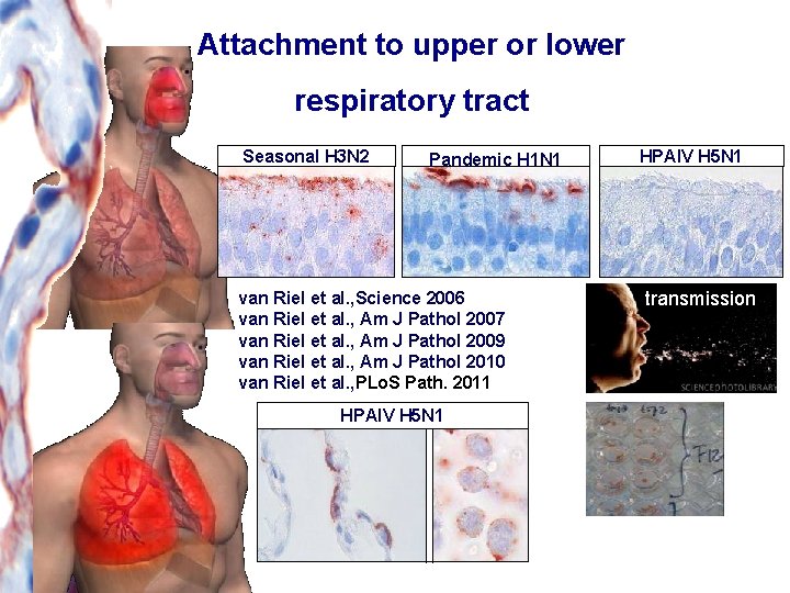 Attachment to upper or lower respiratory tract Seasonal H 3 N 2 Pandemic H