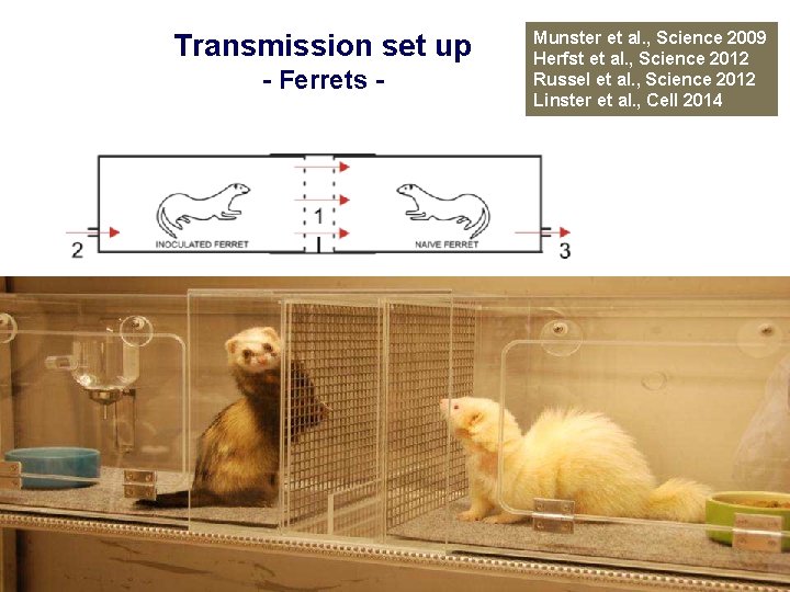 Transmission set up - Ferrets - Munster et al. , Science 2009 Herfst et