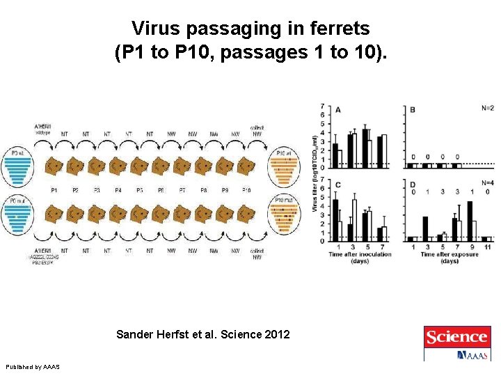 Virus passaging in ferrets (P 1 to P 10, passages 1 to 10). Sander