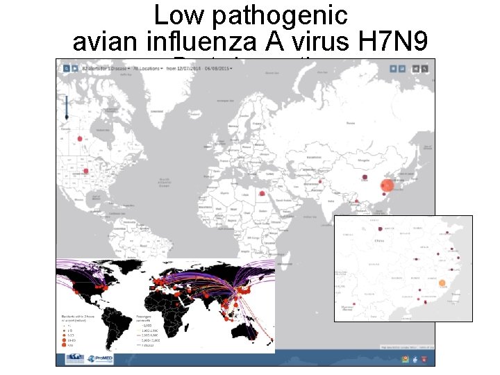 Low pathogenic avian influenza A virus H 7 N 9 Past six months 