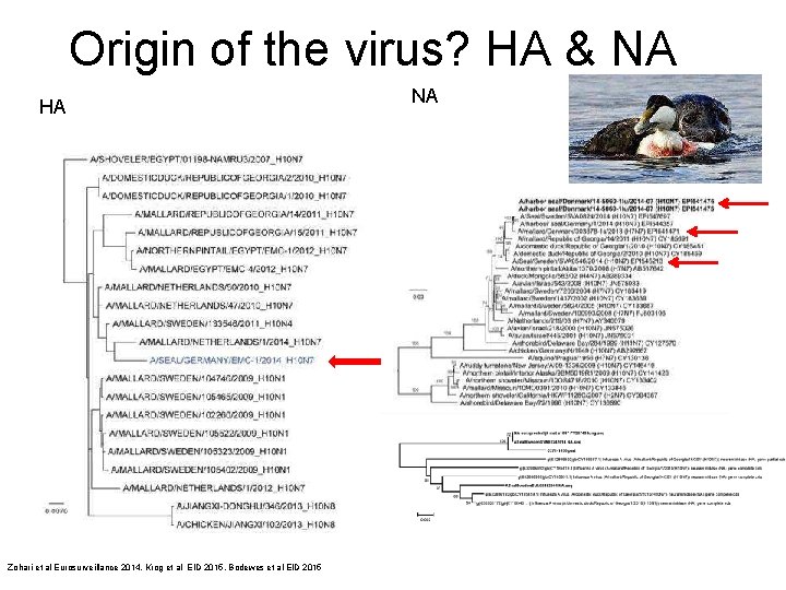 Origin of the virus? HA & NA HA Zohari et al Eurosurveillance 2014, Krog