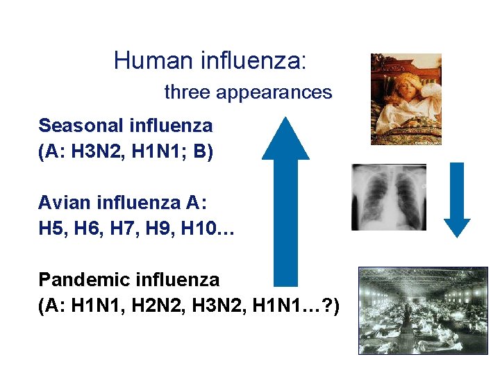 Human influenza: three appearances Seasonal influenza (A: H 3 N 2, H 1 N