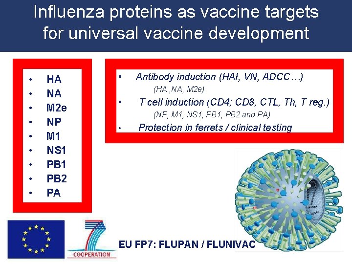 Influenza proteins as vaccine targets for universal vaccine development • • • HA NA