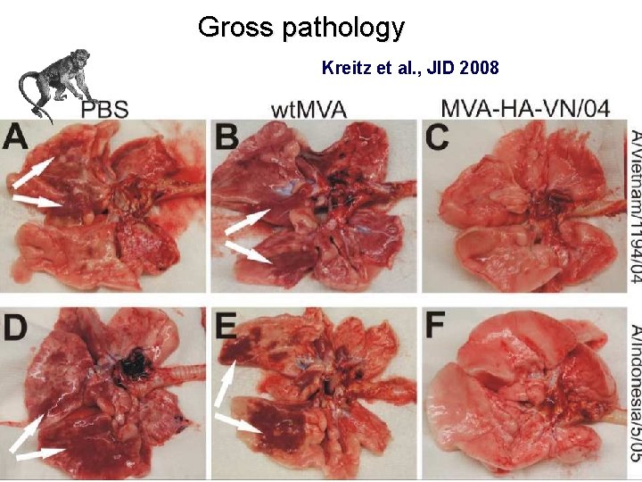  Gross pathology Kreitz et al. , JID 2008 