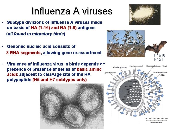 Influenza A viruses • Subtype divisions of influenza A viruses made on basis of