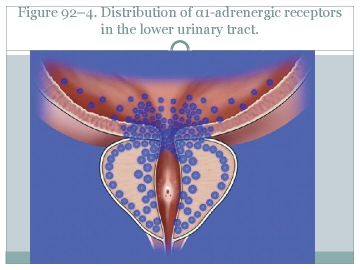 Figure 92– 4. Distribution of α 1 -adrenergic receptors in the lower urinary tract.