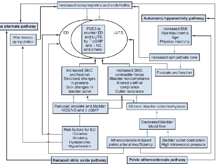 BMI, body mass index; c. GMP, cyclic guanosine monophosphate 