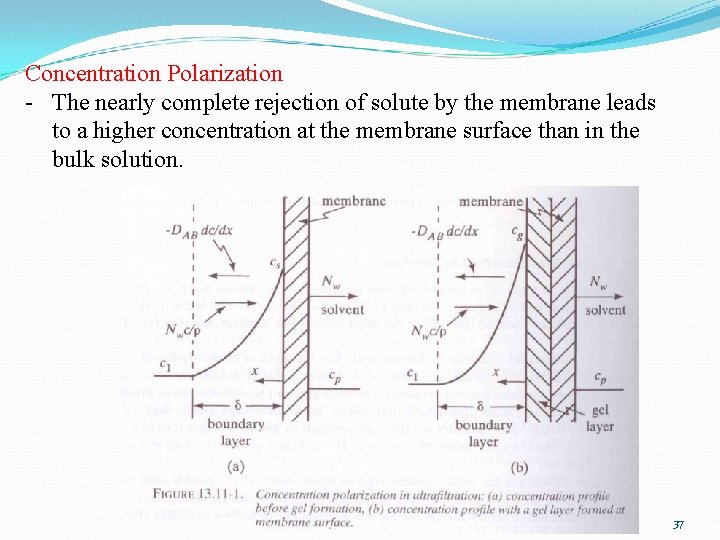 Concentration Polarization - The nearly complete rejection of solute by the membrane leads to