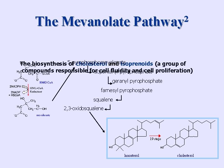 The Mevanolate Pathway 2 The biosynthesis 5 -pyrophosphomevalonate of cholesterol and isoprenoids (a group