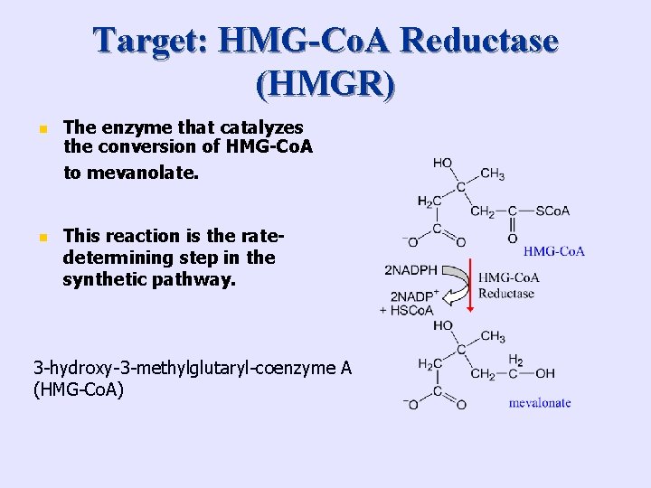 Target: HMG-Co. A Reductase (HMGR) n The enzyme that catalyzes the conversion of HMG-Co.