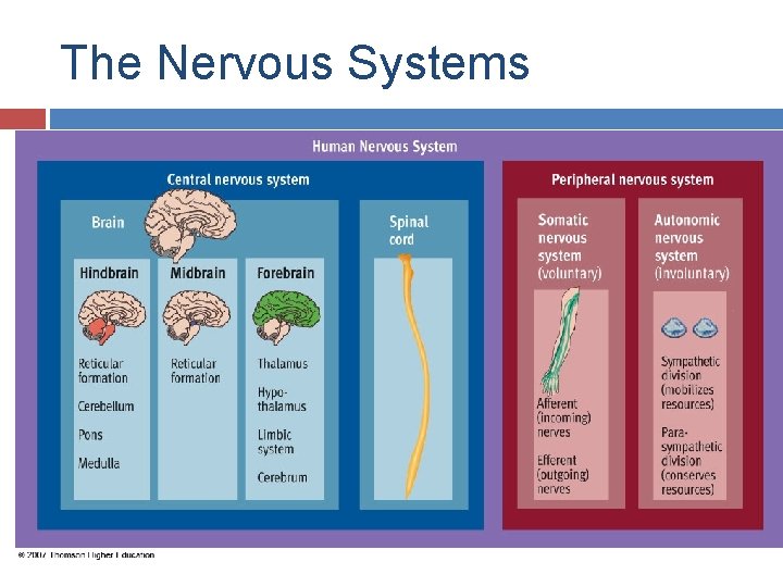 The Nervous Systems 