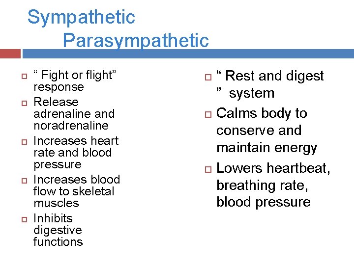 Sympathetic Parasympathetic “ Fight or flight” response Release adrenaline and noradrenaline Increases heart rate