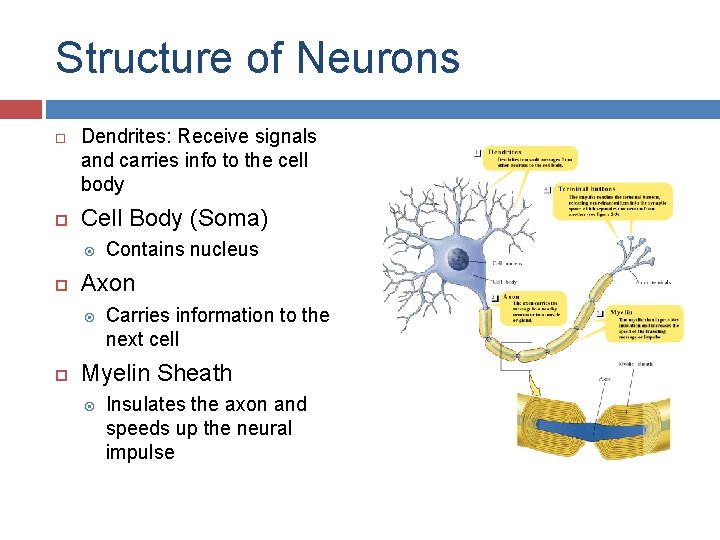 Structure of Neurons Dendrites: Receive signals and carries info to the cell body Cell