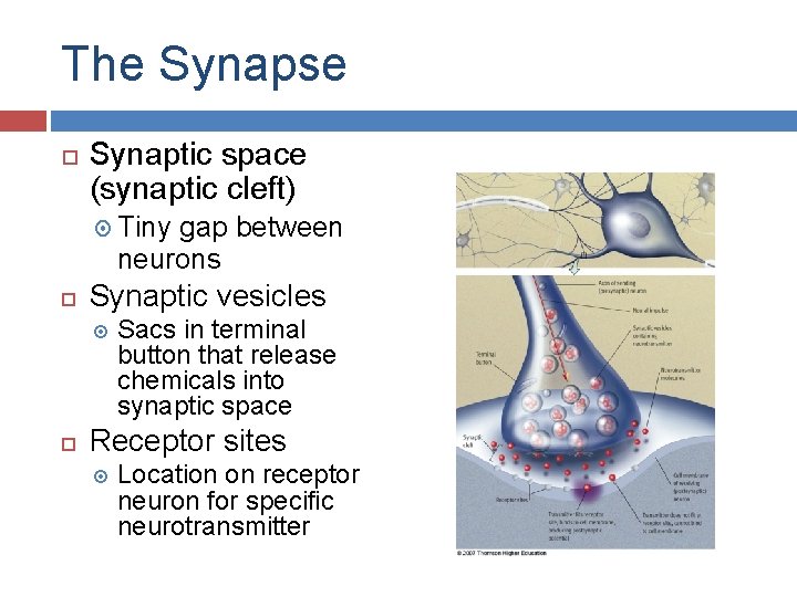 The Synapse Synaptic space (synaptic cleft) Tiny gap between neurons Synaptic vesicles Sacs in