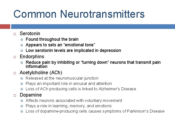 Common Neurotransmitters Serotonin Endorphins Reduce pain by inhibiting or “turning down” neurons that transmit