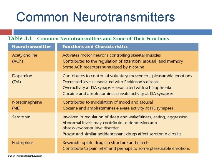 Common Neurotransmitters 