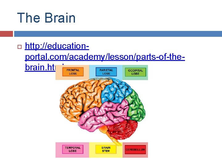 The Brain http: //educationportal. com/academy/lesson/parts-of-thebrain. html 