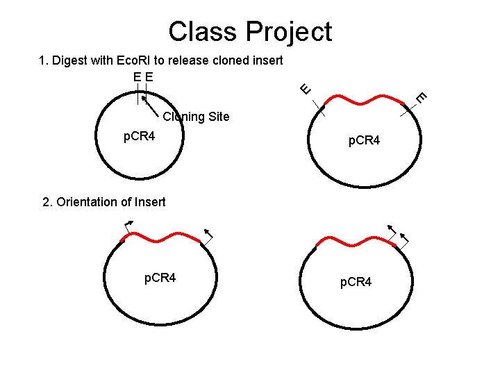Class Project E 1. Digest with Eco. RI to release cloned insert EE E
