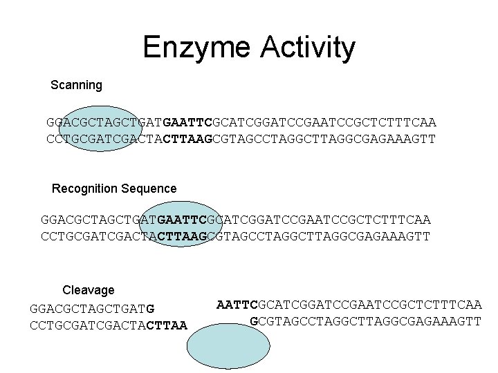 Enzyme Activity Scanning GGACGCTAGCTGATGAATTCGCATCGGATCCGAATCCGCTCTTTCAA CCTGCGATCGACTACTTAAGCGTAGCCTAGGCTTAGGCGAGAAAGTT Recognition Sequence GGACGCTAGCTGATGAATTCGCATCGGATCCGAATCCGCTCTTTCAA CCTGCGATCGACTACTTAAGCGTAGCCTAGGCTTAGGCGAGAAAGTT Cleavage GGACGCTAGCTGATG CCTGCGATCGACTACTTAA AATTCGCATCGGATCCGAATCCGCTCTTTCAA GCGTAGCCTAGGCTTAGGCGAGAAAGTT