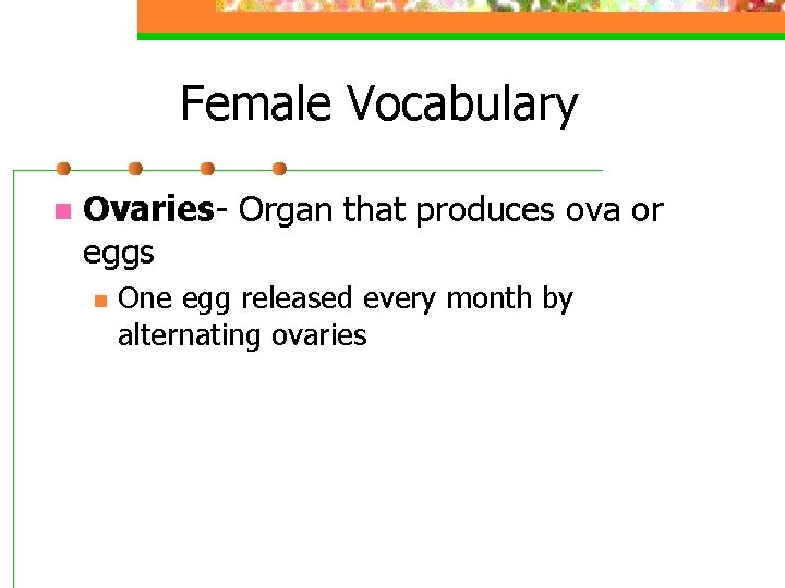 Female Vocabulary n Ovaries- Organ that produces ova or eggs n One egg released