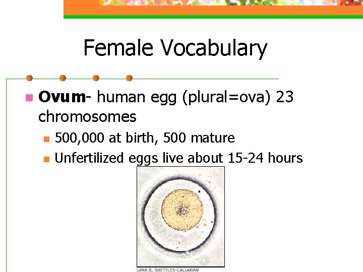 Female Vocabulary n Ovum- human egg (plural=ova) 23 chromosomes n n 500, 000 at