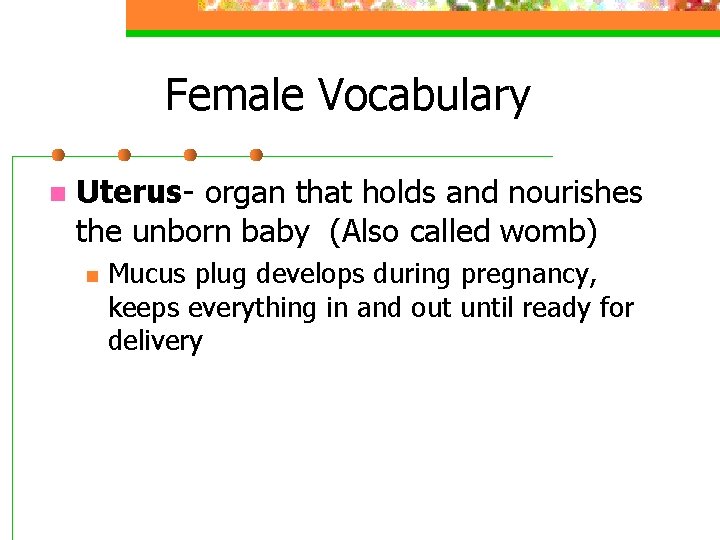 Female Vocabulary n Uterus- organ that holds and nourishes the unborn baby (Also called