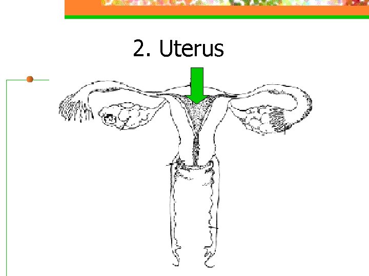 2. Uterus 
