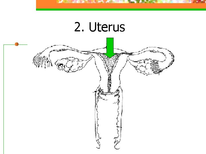 2. Uterus 
