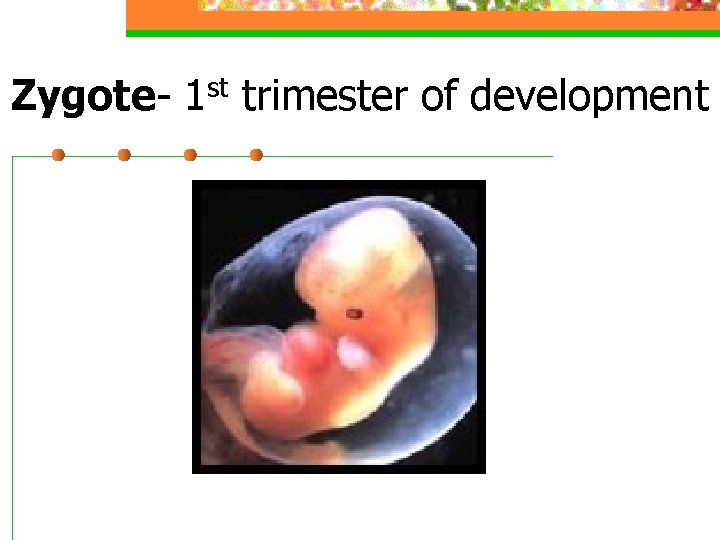 Zygote- 1 st trimester of development 