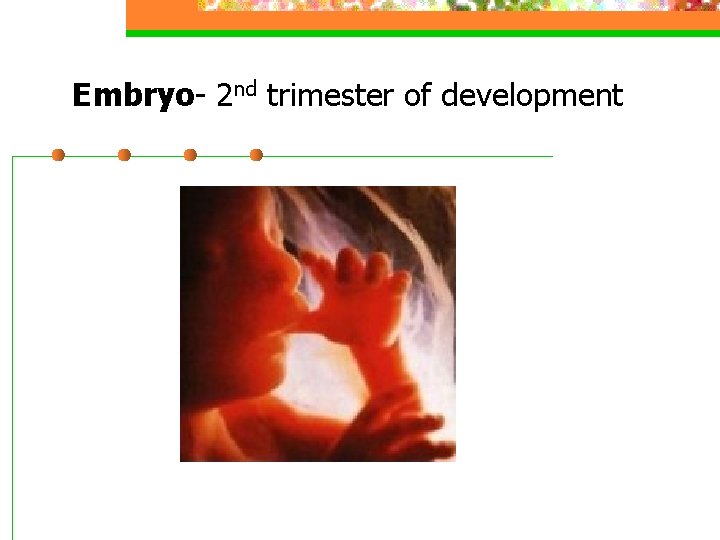 Embryo- 2 nd trimester of development 