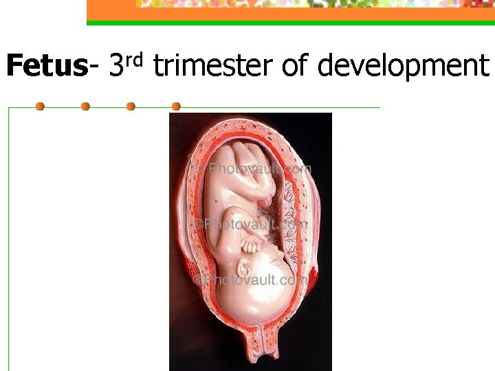 Fetus- 3 rd trimester of development 