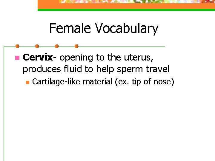 Female Vocabulary n Cervix- opening to the uterus, produces fluid to help sperm travel